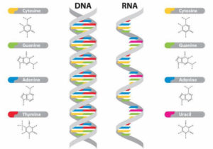 differenze tra dna e rna
