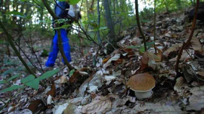 FUNGHI FUNGHI