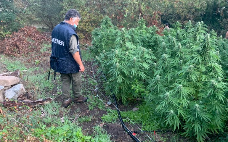 piantagione marjuana piantagione marjuana