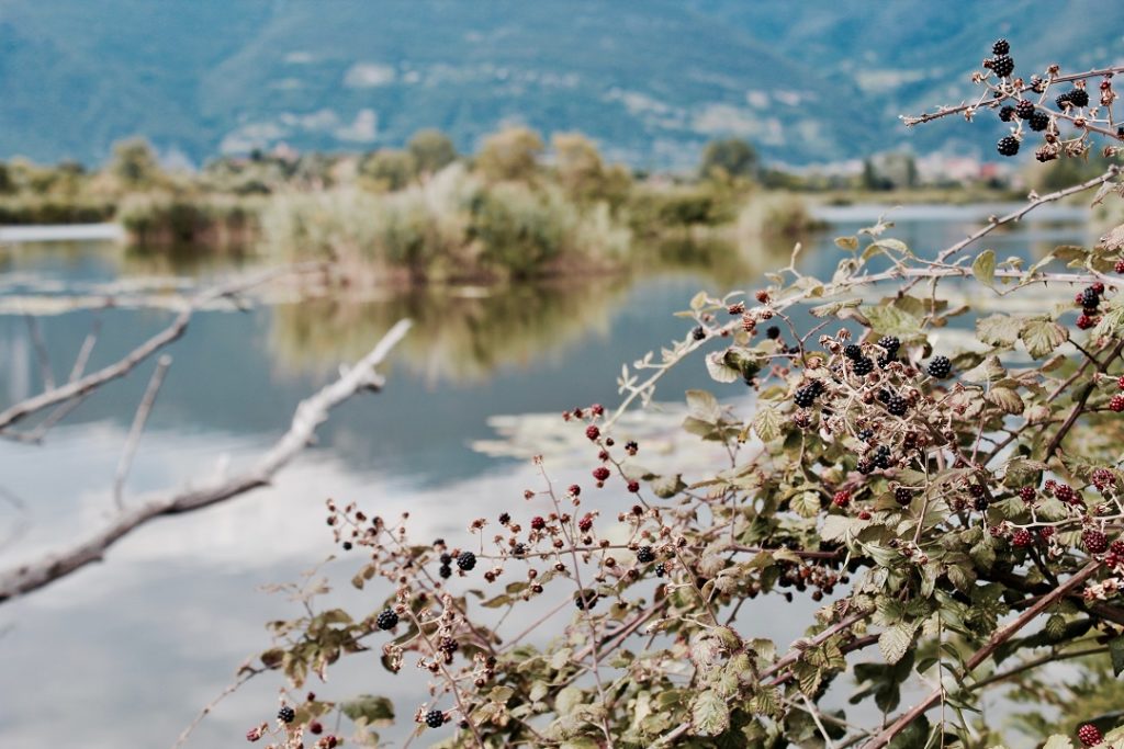 Lago Iseo slalcio alghe Lago Iseo slalcio alghe