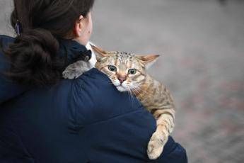 Gatti anziani come gli umani con leta anche i mici dimenticano lo studio