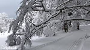 NEVE