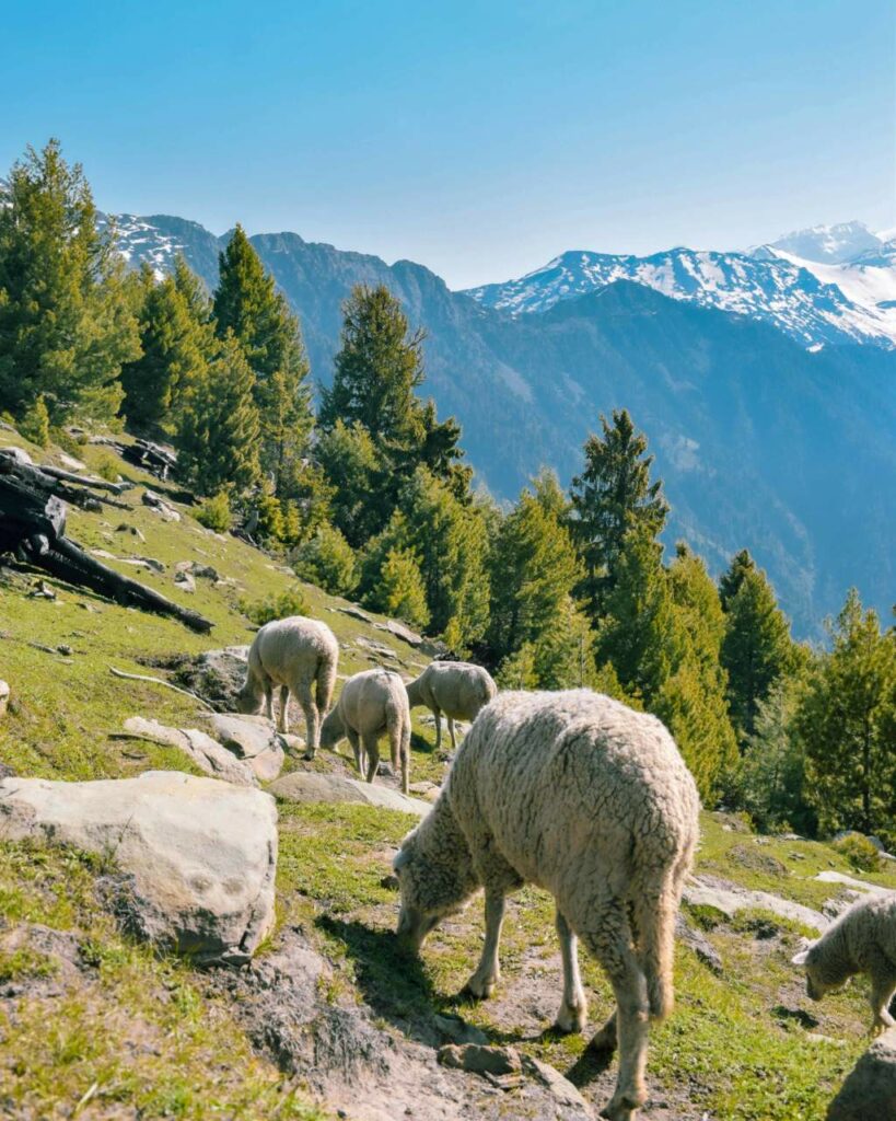 pecora di montagna pecora di montagna