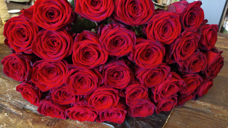Rose rosse 3 scaled Rose rosse 3 scaled