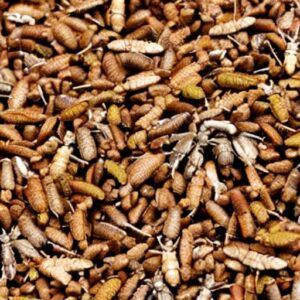 Cibi a base di insetti: cosa ne pensano i consumatori?