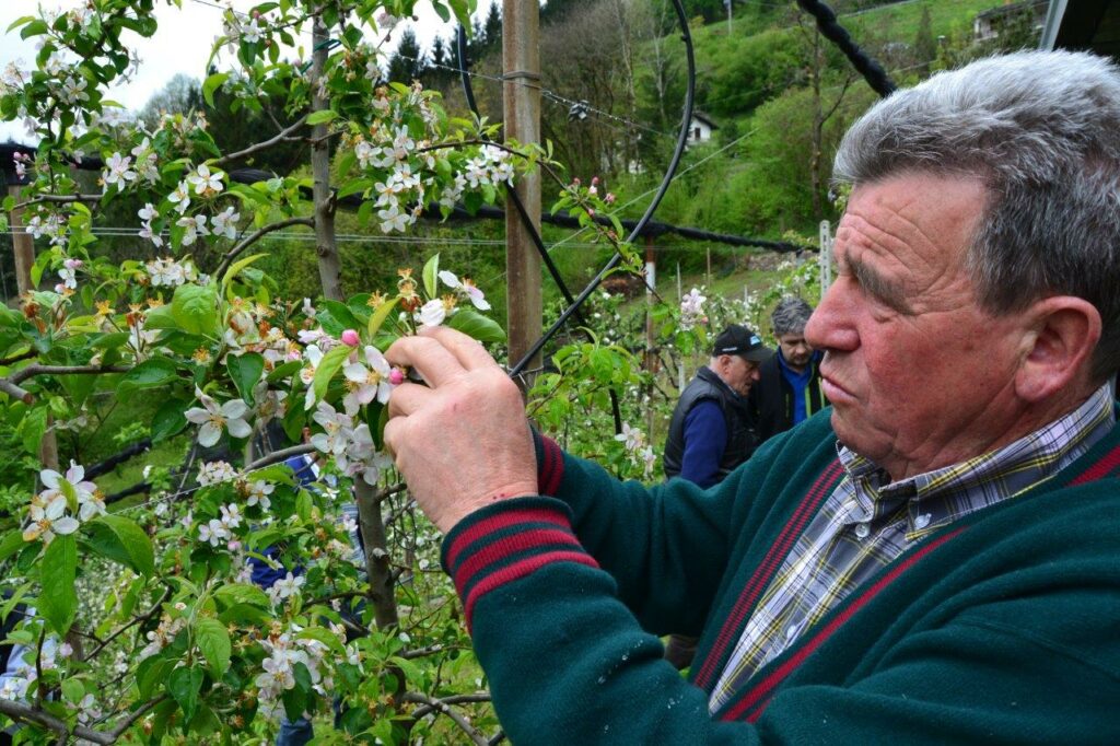 mele valle brembana Gestione del frutteto e acquisto piante, serata a Zogno con i Frutticoltori Val Brembana