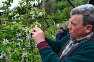 Gestione del frutteto e acquisto piante, serata a Zogno con i Frutticoltori Val Brembana