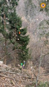 Uomo di 52 anni muore durante taglio alberi