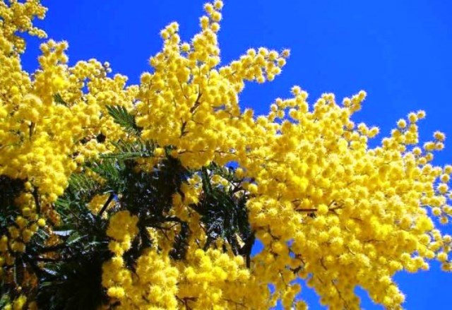 mimosa mimosa