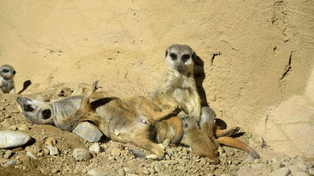 Benvenuta Primavera al Parco Le Cornelle: nuovi cuccioli e incontri speciali con gli animali!
