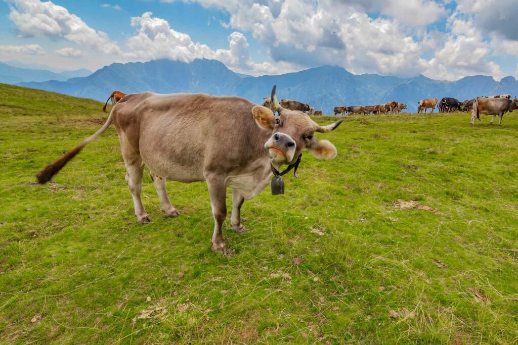 "Le erbe del casaro": in Valle Brembana si celebra la montagna
