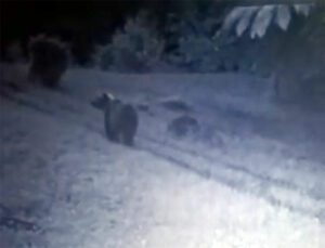 Orso avvistato nelle montagne bergamasche: cautela e sorveglianza