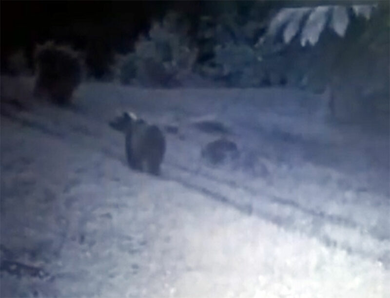 orso solto collina scaled Orso avvistato nelle montagne bergamasche: cautela e sorveglianza