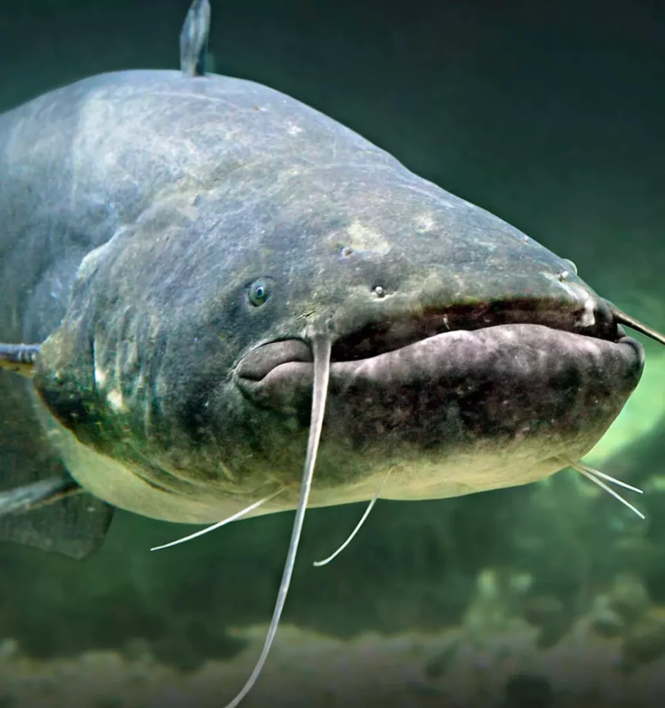 pesce siluro pesce siluro