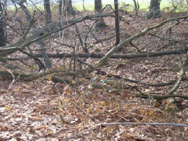 legna boschi 340289.large scaled legna boschi 340289.large scaled