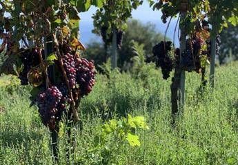 Elisabetta Abrami la produttrice che unisce lEtna e la Franciacorta con Il vino che viene dalla terra Elisabetta Abrami la produttrice che unisce lEtna e la Franciacorta con Il vino che viene dalla terra