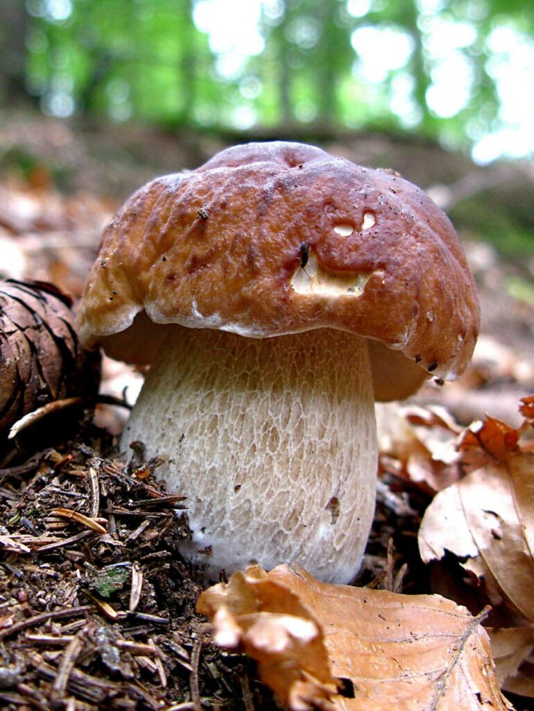 02. Fungolandia 2023 Funghi protagonisti di esperienze degustazioni e laboratori per tutte le eta 02. Fungolandia 2023 Funghi protagonisti di esperienze degustazioni e laboratori per tutte le eta