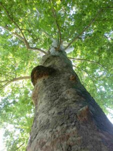 Estate in natura: aperto anche ad agosto l'Orto botanico di Bergamo