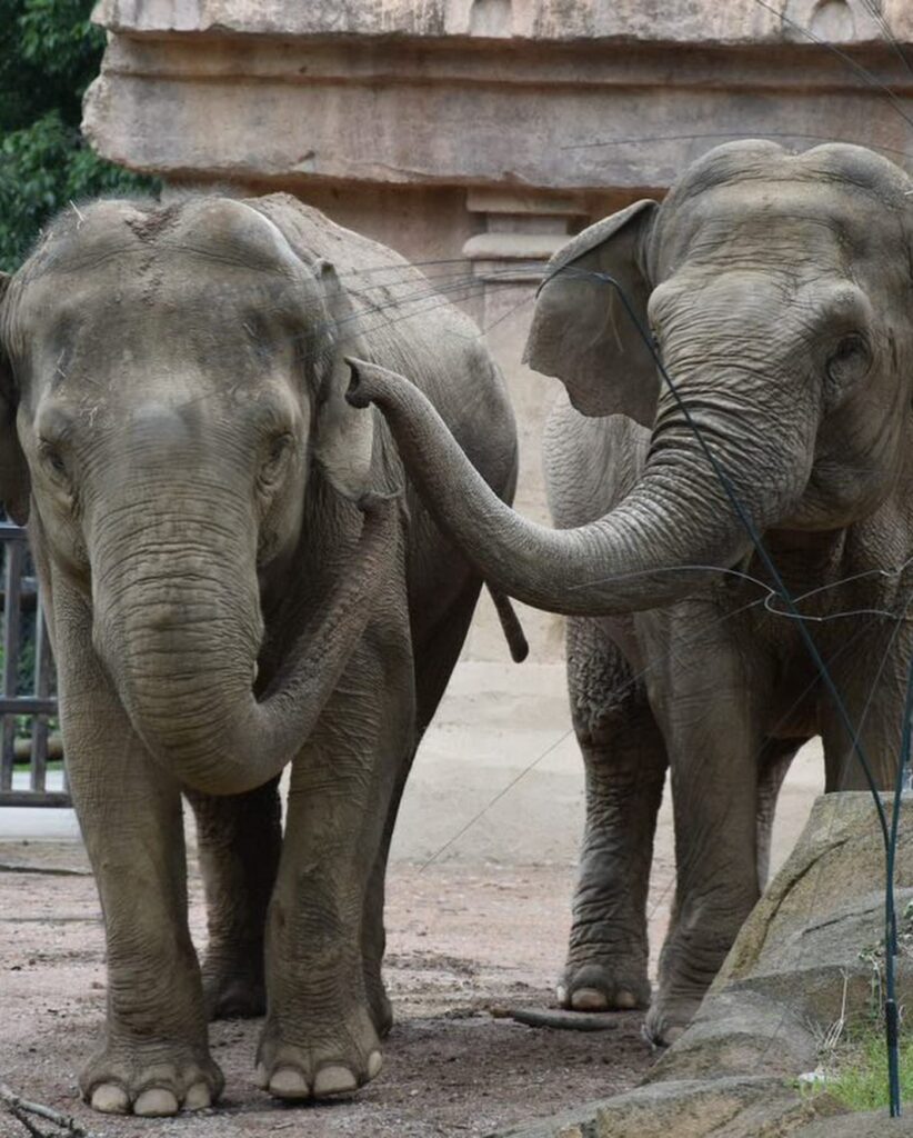 Parco Le Cornelle Elefanti Sabato 12 agosto è Elelphant Day: speciale appuntamento Educazoo al Parco le Cornelle