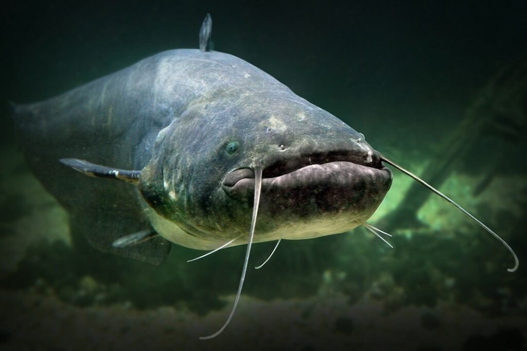 Pesce siluro ridotta Pesce siluro ridotta