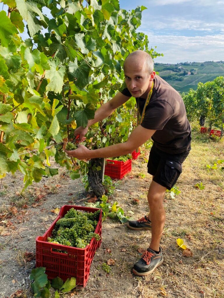 Vino, vendemmia lombarda al via nonostante grandinate e nubifragi