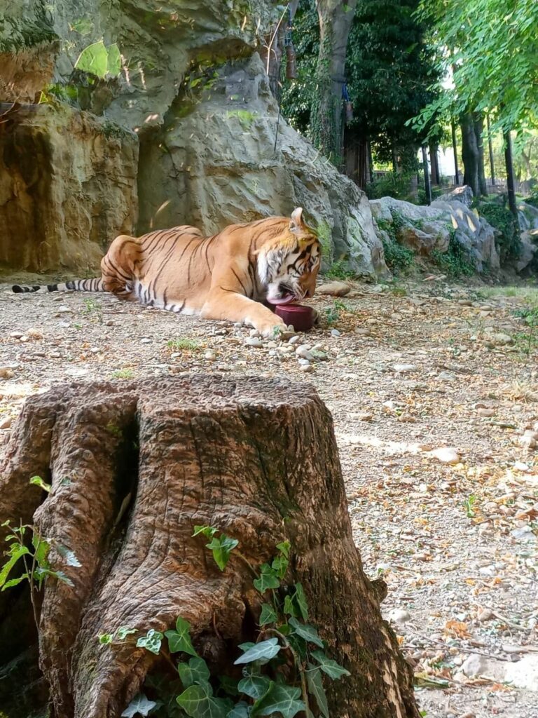 Tigre Le Cornelle Estate Educazoo per celebrare l’Elephant Day