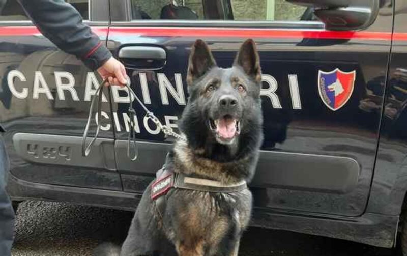 cocaina nel pacchetto di sigaretteil cane antidroga la scova arrestato fb5329fc 6d17 11eb 8425 7fa8f3e8e97c 1600 636 scaled cocaina nel pacchetto di sigaretteil cane antidroga la scova arrestato fb5329fc 6d17 11eb 8425 7fa8f3e8e97c 1600 636 scaled