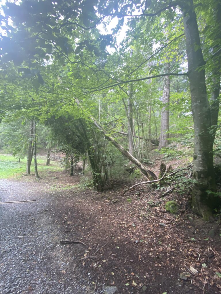 La raccolta fondi per riqualificare il bosco attorno alle miniere