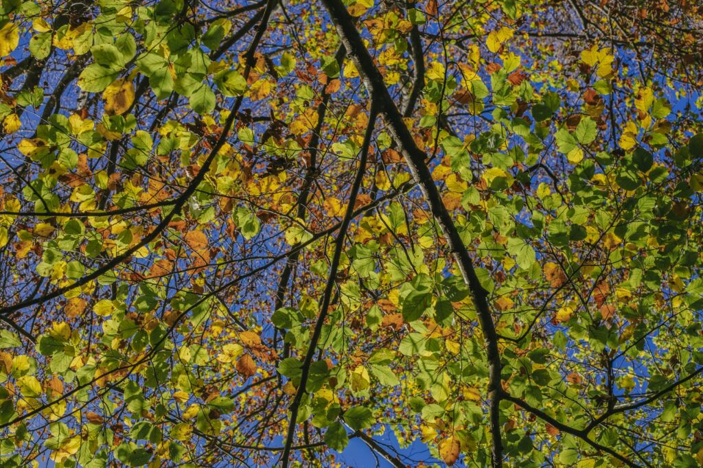 03. Foliage Valle Brembana Passione foliage: due weekend in Alta Val Brembana per ammirare la bellezza della natura in autunno