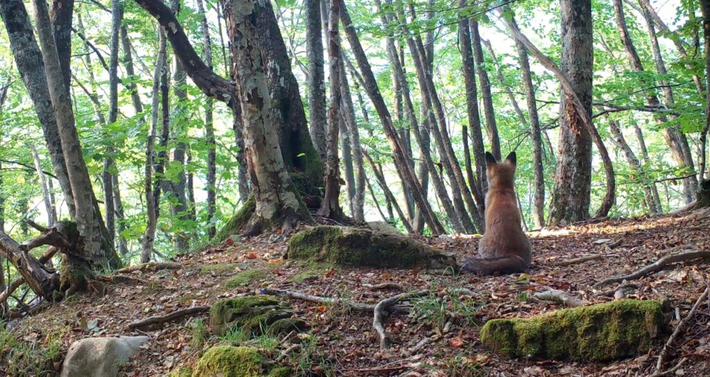 dove l uomo non e piu sovrano1 Foreste 2023: Il Festival dedicato ai polmoni verdi della terra