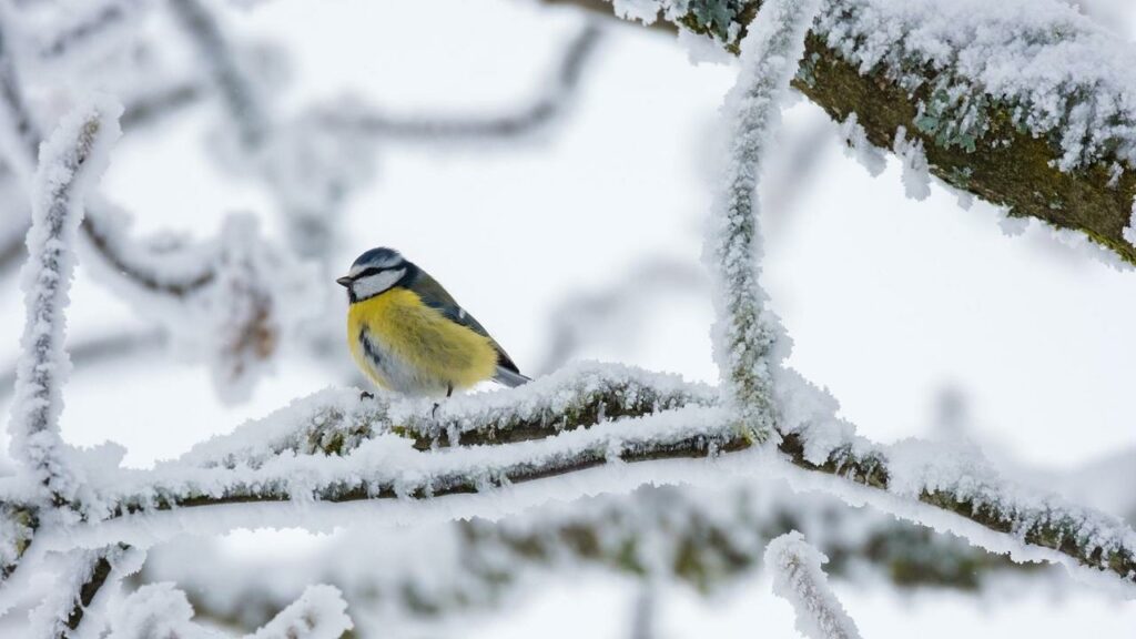 Uccellio nella neve Uccellio nella neve