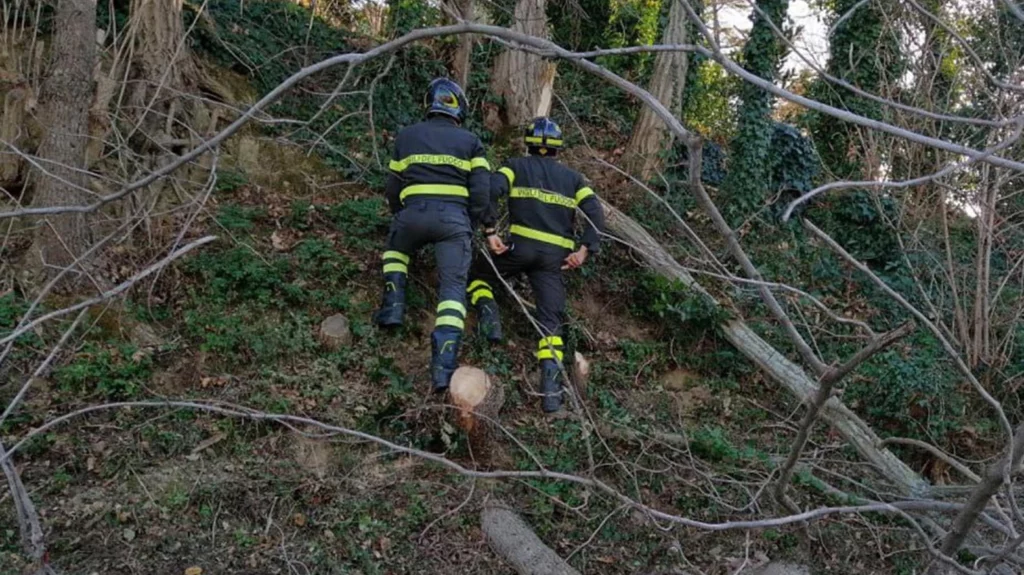 sessantenne taglia albero ma sbaglia la traiettoria ferito a una gamba sessantenne taglia albero ma sbaglia la traiettoria ferito a una gamba