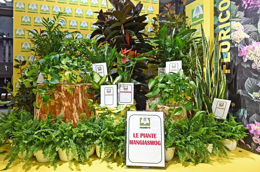 le piante mangia smog COMBATTERE LO SMOG CON PIANTE MANGIA POLVERI E SALVA POLMONI