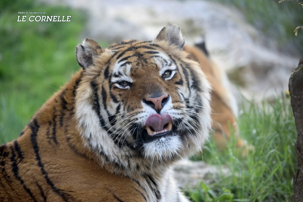 Addio a Romeo, splendido esemplare di tigre siberiana, simbolo del Parco