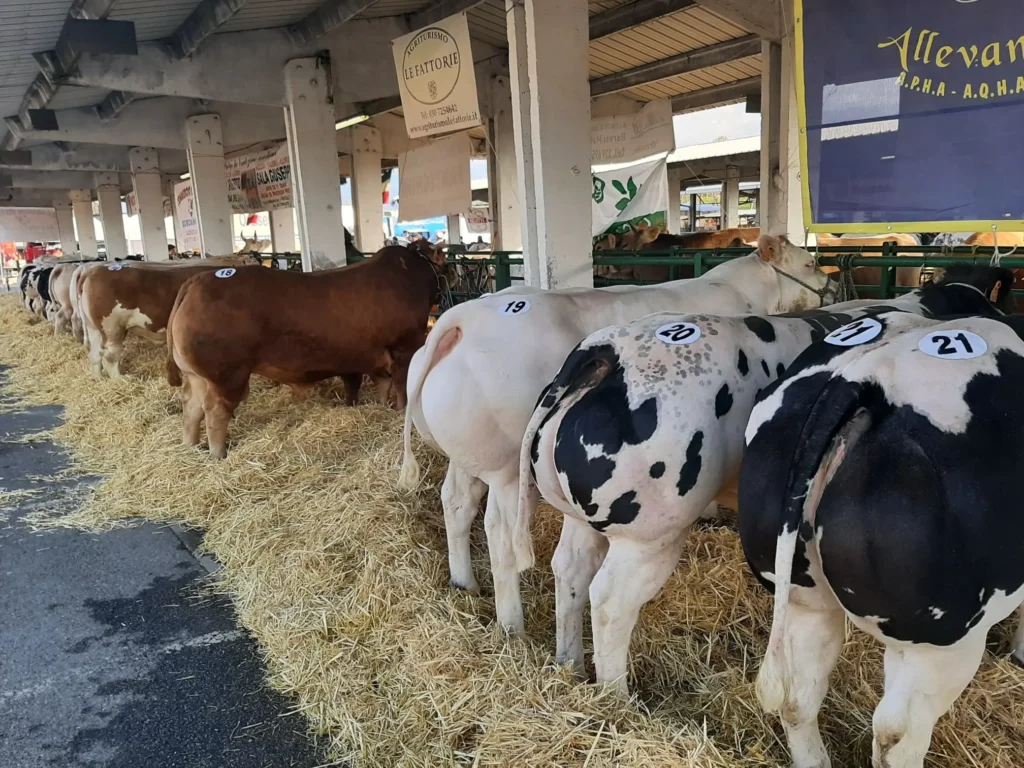 alcuni esemplari bovini alla fiera di rovato alcuni esemplari bovini alla fiera di rovato