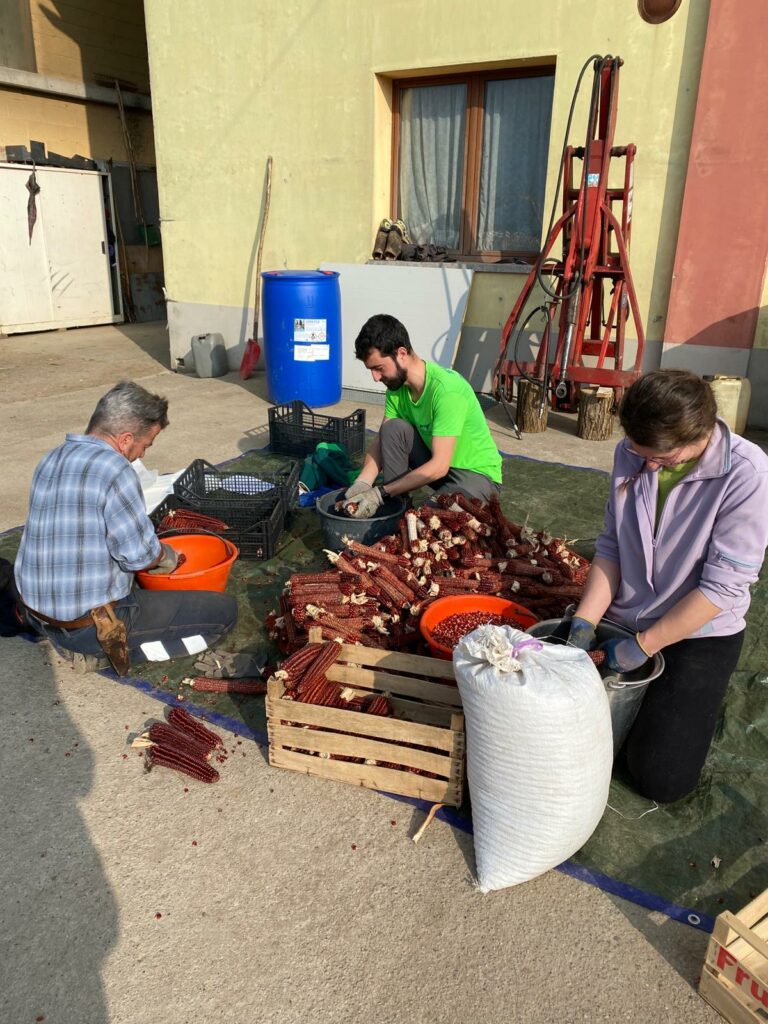 Mais Rostrato Rosso Il 27 e 28 aprile a Rovetta c'è la Festa di Primavera