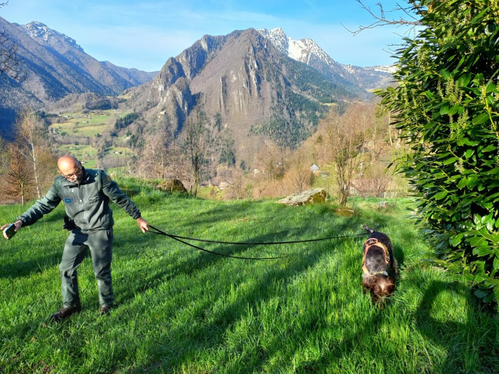 Segnalazione di bocconi avvelenati, interviene il cane antiveleno Sole