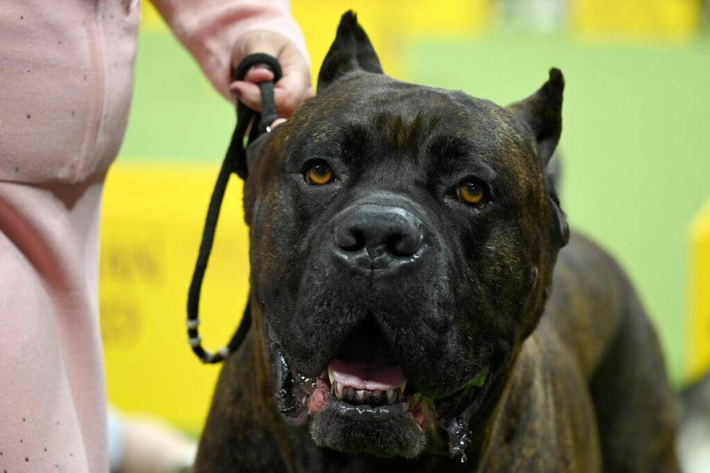 Bimbi azzannati da cane lesperta 70mila aggressioni allanno piu controllo sui padroni