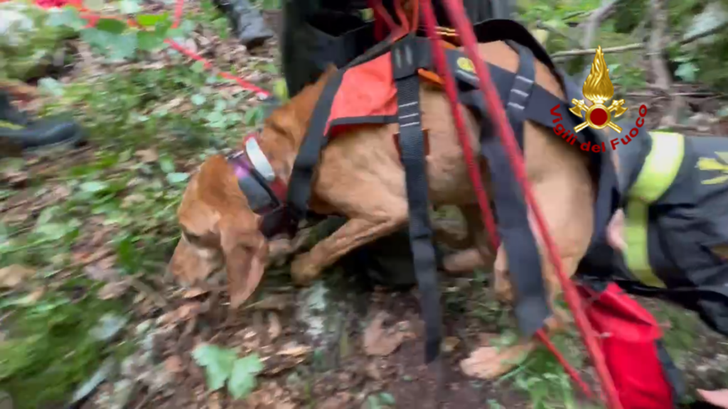 Soccorso cane segugio in una cavita ipogea Soccorso cane segugio in una cavità ipogea