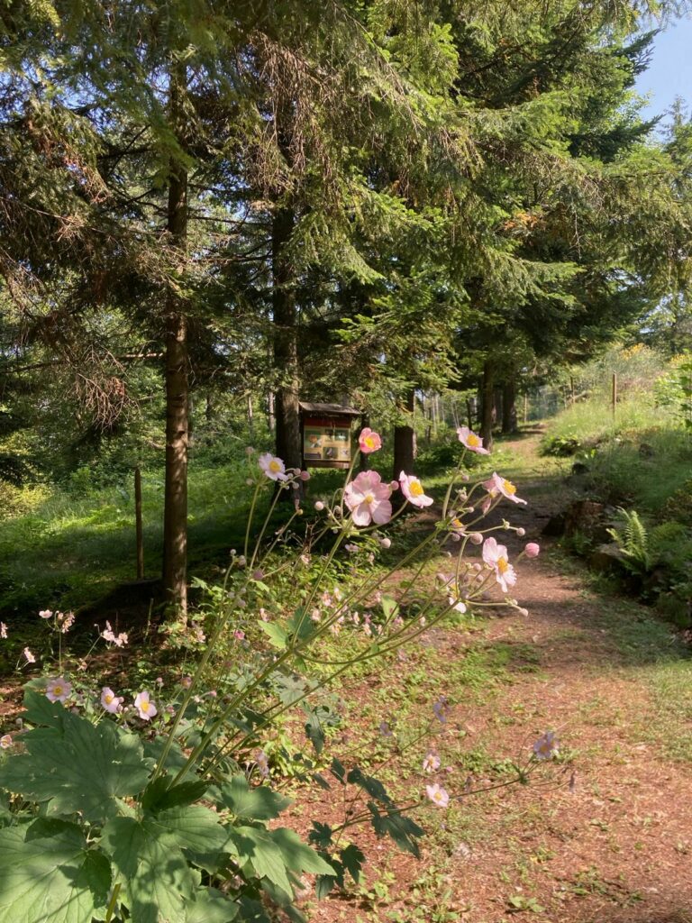 01. Giardino Botanico Alpino di Pietra Corva Pavia 01. Giardino Botanico Alpino di Pietra Corva Pavia