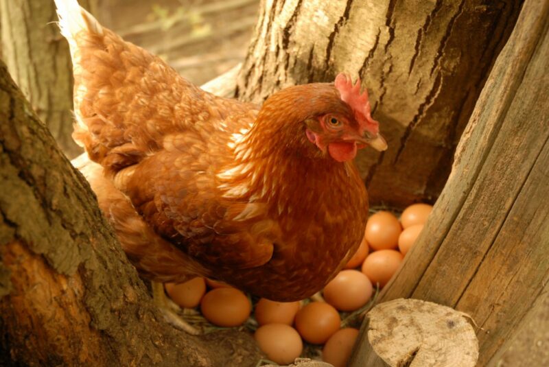 Uova di selva gallina cova scaled Uova di selva gallina cova scaled
