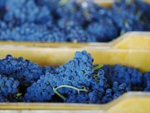 Vino tutto pronto per levento dedicato al Pinot Nero Vino tutto pronto per levento dedicato al Pinot Nero