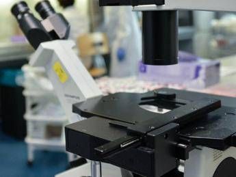 Cosi i tumori perdono il dono dellinvisibilita la nuova strategia in una ricerca italiana