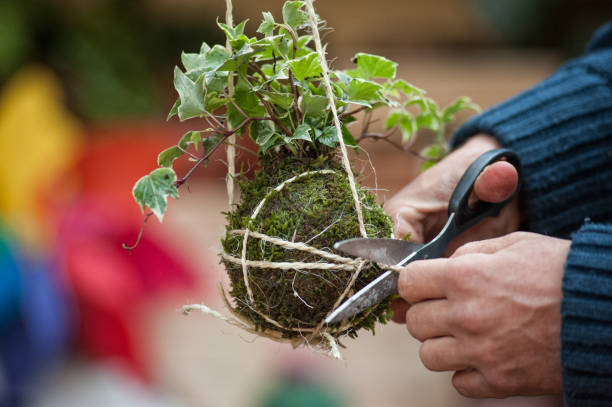 bonsai volanti bonsai volanti