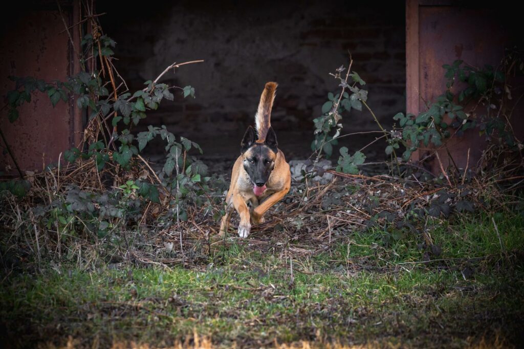 cani da soccorso cani da soccorso
