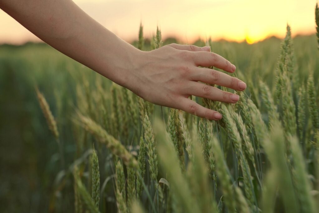 agricoltore donne in campo mais agricoltore donne in campo mais