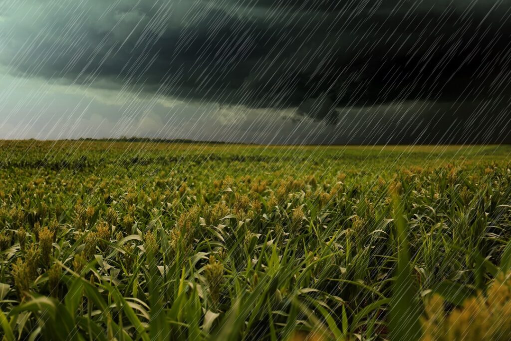 maltempo agricoltura campi pioggia maltempo agricoltura campi pioggia