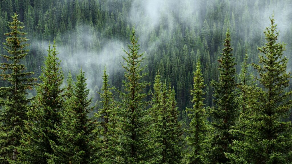 Al via il Progetto RiForestAzione