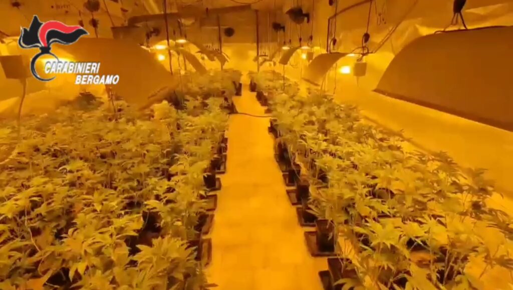 Boltiere scoperta una serra di cannabis due arresti Boltiere scoperta una serra di cannabis due arresti