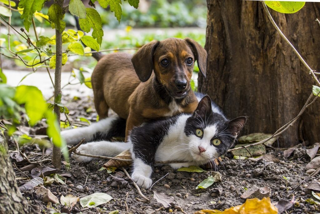 cani gatti cani gatti